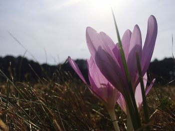 Close-up of purple flowers growing in field