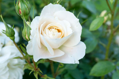 Close-up of flower