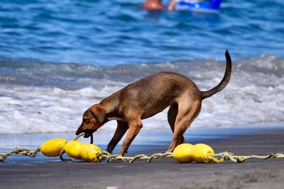 Dog on beach