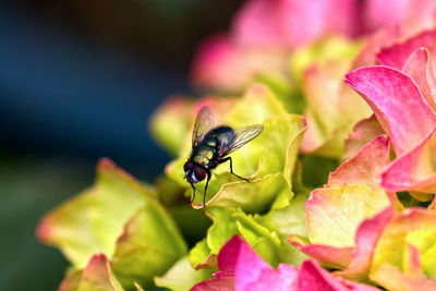 Close-up of fly on pink flower