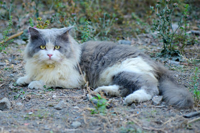 Portrait of cat resting on field