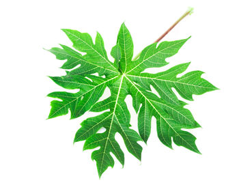 Close-up of plant against white background