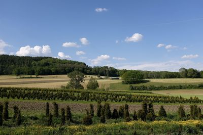 Scenic view of agricultural field against sky