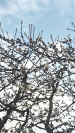 Low angle view of cherry blossoms against sky