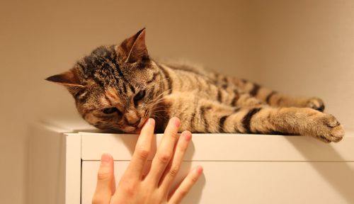 Cat with hand on blanket