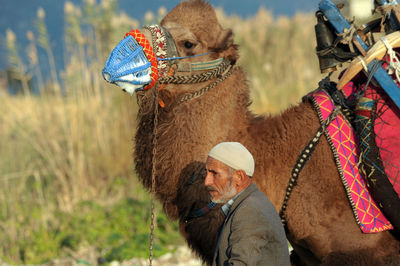 Mature man with camel on field