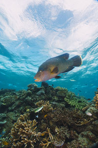 Cheilinus undulatus, maori wrasse humphead fish in australia