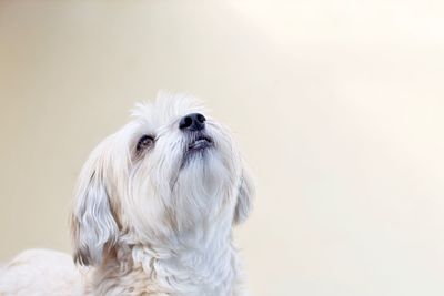 Close-up of a dog over white background