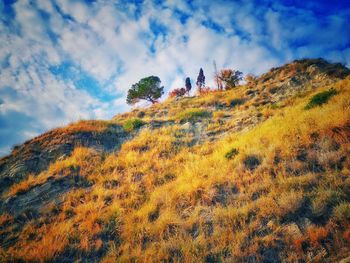 Low angle view of plants on mountain against sky