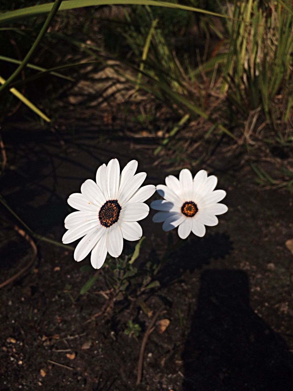 flower, petal, high angle view, fragility, white color, flower head, freshness, growth, nature, beauty in nature, close-up, plant, blooming, single flower, in bloom, day, focus on foreground, outdoors, pollen, daisy