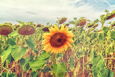 Close-up of sunflower on field against sky