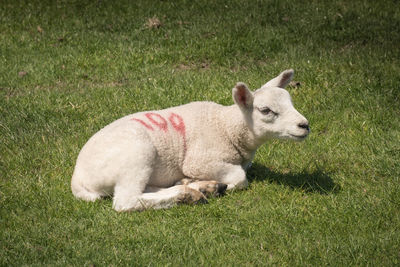 High angle view of sheep on field