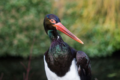 Black stork ciconia nigra