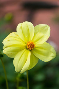 Close-up of yellow flower