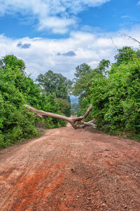 Road passing through forest