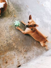 High angle view of dog relaxing on footpath