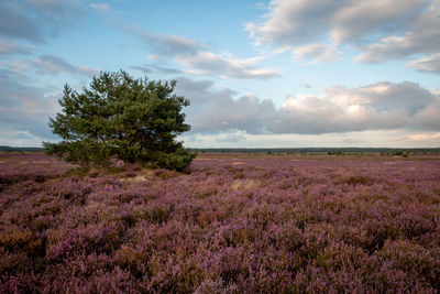 Scenic view of flowering trees on field against sky