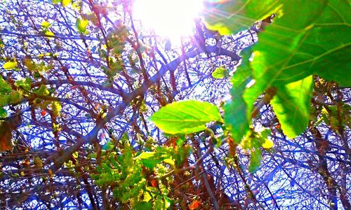 Low angle view of leaves on tree