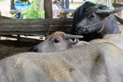 Cow in a pen