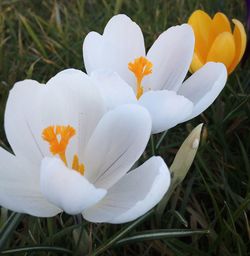 Close-up of white flower