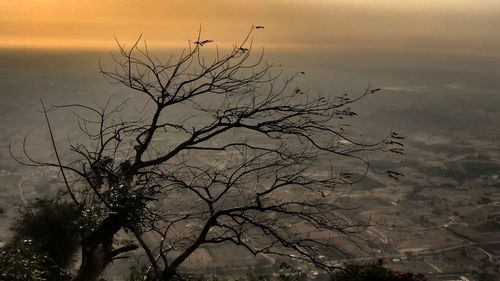 Close-up of tree against sky during sunset