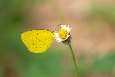 Close-up of butterfly pollinating on yellow flower