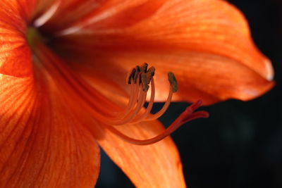 Close-up of orange flower head