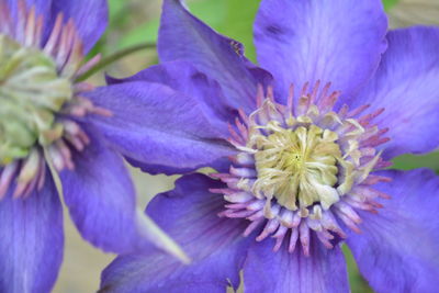 Close-up of purple flower blooming outdoors