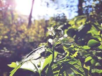Close-up of flower growing on tree