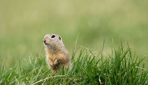 Close-up of rabbit on field