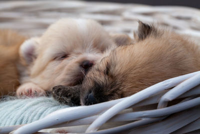 Close-up of dog sleeping