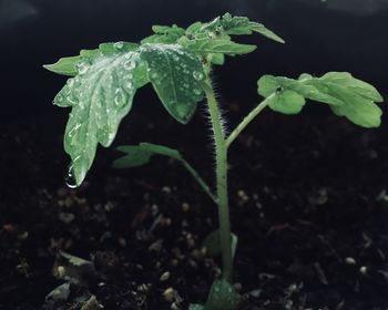 Close-up of raindrops on leaf