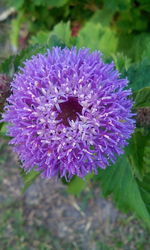 Close-up of insect on purple flower