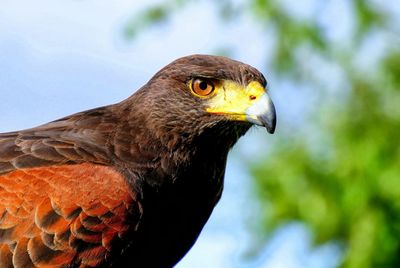 Close-up of a bird looking away