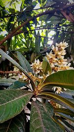 Close-up of flower tree