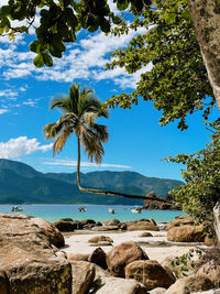 Palm trees on beach against sky