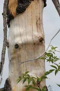 Close-up of a tree trunk