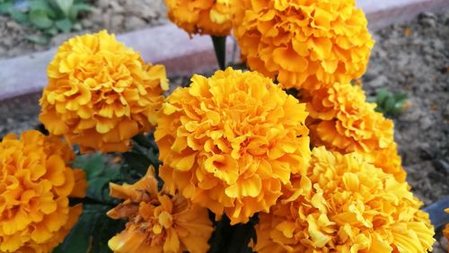Close-up of yellow marigold flowers