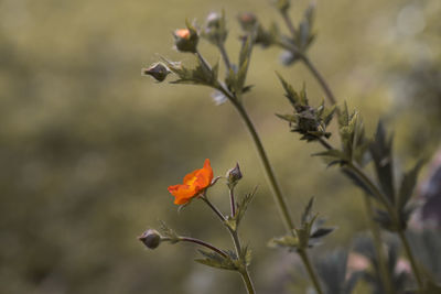 Close-up of flowering plant on field