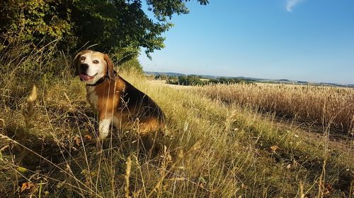 Dog standing on field