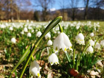 Close-up of white flowers blooming in field