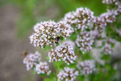 Close-up of bee pollinating flower