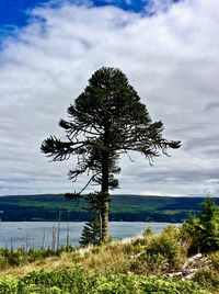 Tree by sea against sky