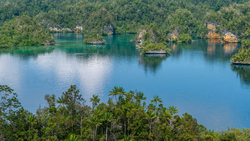 Scenic view of lake in forest