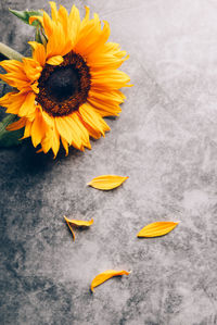 High angle view of sunflower on yellow flower