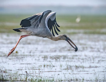 Bird in lake