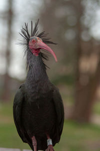 Close-up of a ibis eremita