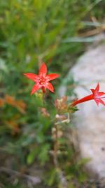 Close-up of red flower blooming outdoors