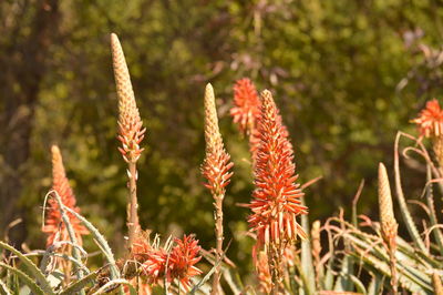 Close-up of flowering plants on field