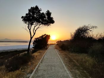 Trees by plants against sky during sunset